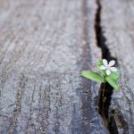 white flower growing on crack street, soft focus