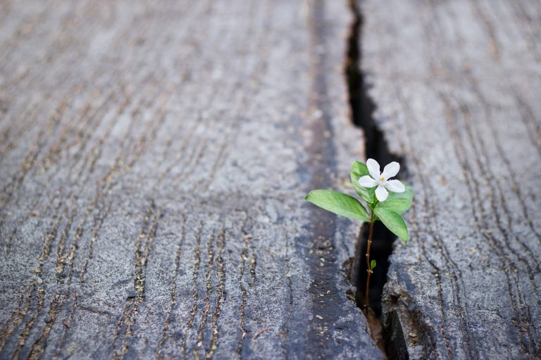 white flower growing on crack street, soft focus white flower growing on crack street, soft focus