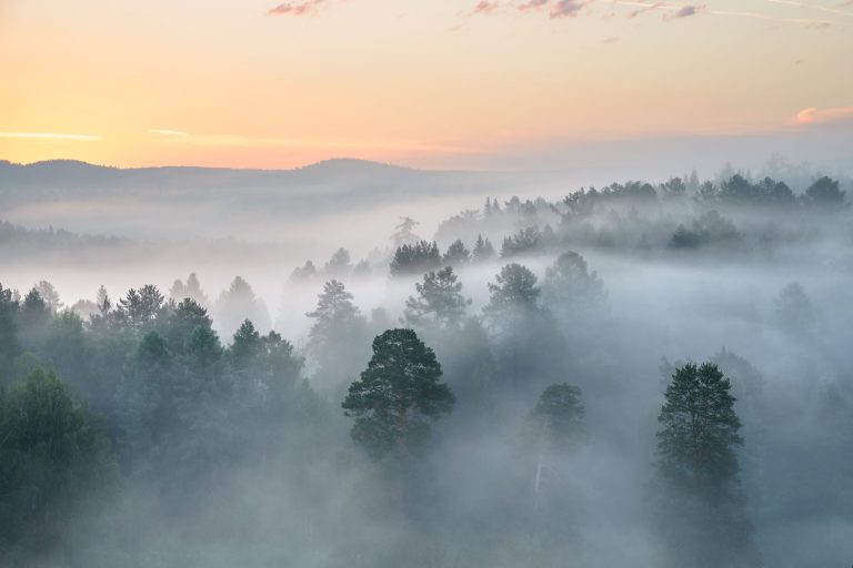 misty dawn in the national park deer streams misty dawn in the national park deer streams