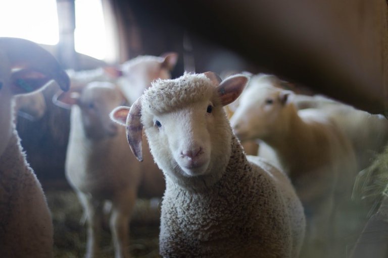 shepherds shepherds