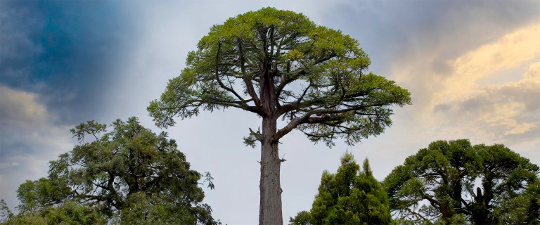 blog believersauthority talltree blog believersauthority talltree