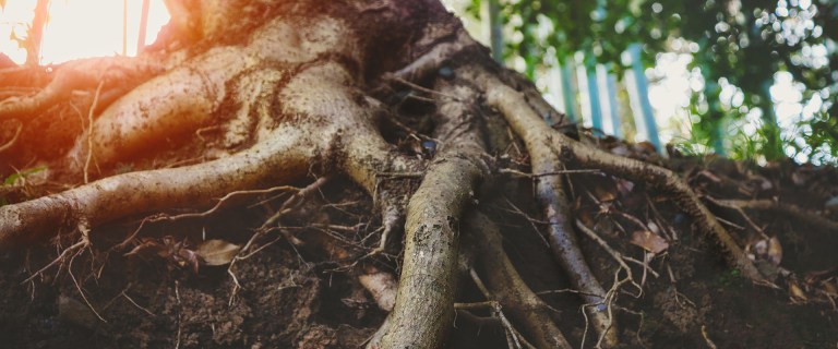 blog roots blog roots