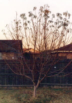 width=